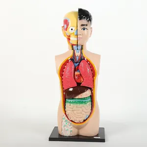 High-end tıbbi İç organlar, kalp sistemi yapısı, gövde, 60M insan anatomisi modeli