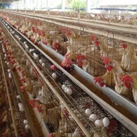 Cage de pondeuses 1000 poulets ferme avicole batterie Cages pour volaille poulet pondeuse poule oeuf un Type couche poulet cage élevage