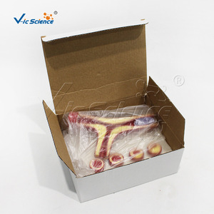 Modelo cardiovascular humano, modelo de trombosis patológica - Product Image 3