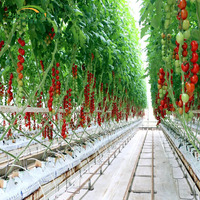 Serre multi-spans avec système de refroidissement/chauffage/ombrage/système hydroponique automatique pour fraises/fleurs/laitues/tomates
