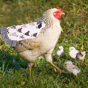 Beckon Correa Elástica Personalizada para Gallinas, Protector de Espalda, Chaleco, Sillín y Fijador de Plumas - Product Image 6