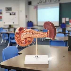Modèle anatomique du pancréas, de la rate et du duodénum, structure des organes digestifs abdominaux pour l'enseignement de la gastroentérologie en faculté de médecine - Product Image 2
