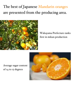 Toptan meyve narenciye portakal sunulan en üretim alanı