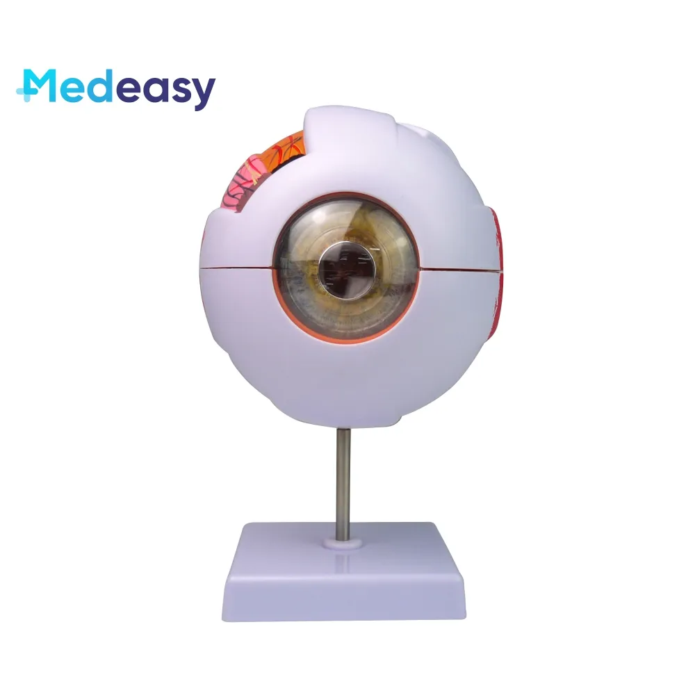 Modelo de olho humano modelo de globo ocular ampliado 6x, estrutura ocular e modelo de ensino de anatomia