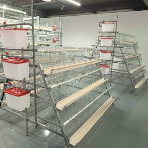 Современное автоматическое оборудование для птицеводства бройлеров типа для Африки - Product Image 4