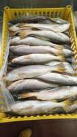 Corvina jaune (Roughy) congelée de qualité supérieure