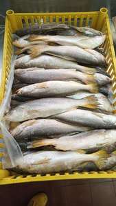 <span class=keywords><strong>Corvina</strong></span> amarilla congelada (Roughy) Pez <span class=keywords><strong>Corvina</strong></span> amarillo Premium - Product Image 4