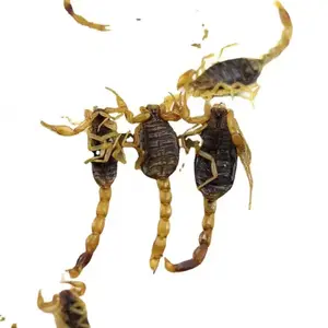 Animali da compagnia cibo animali pasto cibo pollo insetti commestibili verme Eco scorpione fresco