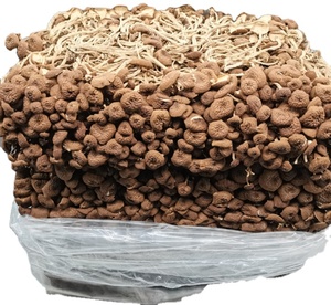 Cha Shu Gu เห็ดต้นป็อปสีดำทั้งต้นแบบใหม่ Cyclocybe aegerita DRY <span class=keywords><strong>yanagi</strong></span> Matsutake สำหรับขาย - Product Image 1