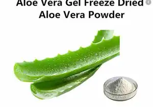 Saf doğa Aloe Vera dondurularak kurutulmuş toz 100:1 kozmetik ham maddesi Aloe özü tozu