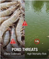 Additifs alimentaires aquatiques anti-vibriques HUJUNJING pour améliorer la santé et la survie des crevettes et des poissons