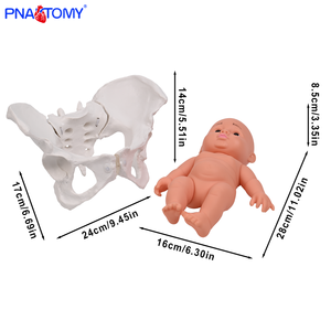 PNATOMY Modèle de squelette anatomique du bassin féminin grandeur nature (PVC)-Éducation aux sciences médicales Os pelviens Processus d'accouchement - Product Image 4