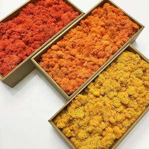 Venta caliente <span class=keywords><strong>flores</strong></span> suaves preservadas plantas musgo de Reno estabilizado Natural para musgo DIY Día de San Valentín Navidad Acción de Gracias - Product Image 3