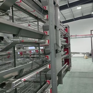 Equipo Automático para Avicultura, <span class=keywords><strong>Jaula</strong></span> de Batería para 1000 Aves con Cinta <span class=keywords><strong>Transportadora</strong></span> de Huevos - Product Image 6