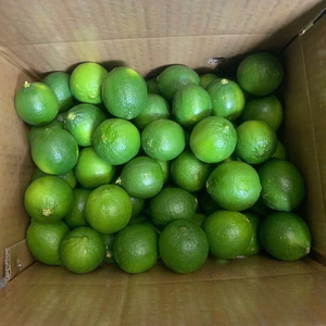 Limón Persa Fresco Sin Semillas de Primera Calidad |   Alto Contenido de Jugo |   Excelente Calidad, Exportación de Vietnam con 60-90 Días de Vida Útil - Product Image 1