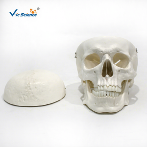 Modelo de Cráneo Humano con Marcas de Origen e Inserción Muscular, Cráneo Anatómico de PVC para Enseñanza de Ciencias Médicas - Product Image 1