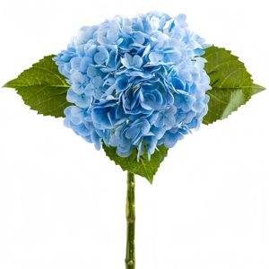 Grosir bunga dekorasi rumah pernikahan Hortensia Biru lateks Hortensia besar hidrangea sentuh asli buatan untuk Hari Valentine - Product Image 6