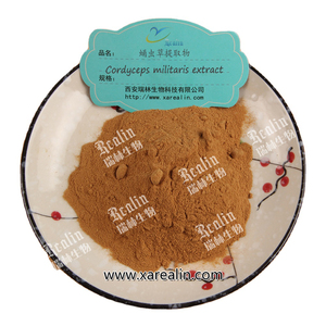 Extracto chino <span class=keywords><strong>de</strong></span> hongo <span class=keywords><strong>de</strong></span> oruga Cordyceps Extracto <span class=keywords><strong>de</strong></span> Cordyceps Sinensis en polvo - Product Image 1