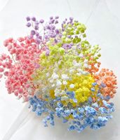 Fleurs de Gypsophile Séchées et Conservées de Haute Qualité, 80g, Prix de Gros, pour la Fête des Mères, la Saint-Valentin, Noël