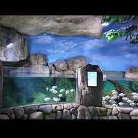 Aquarium rectangulaire en acrylique pour l'aménagement paysager de la forêt tropicale, résistant aux UV, à fort impact et durable