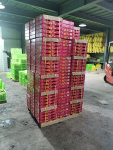 Commercio all'ingrosso della fabbrica di <span class=keywords><strong>Kiwi</strong></span> freschi Premium cinesi per l'esportazione popolare - Product Image 4