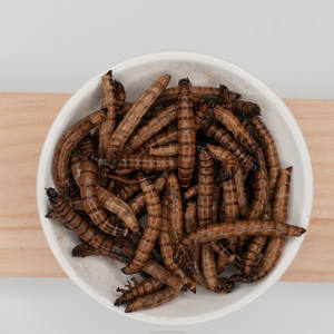 Direto-Preservado Da Fábrica Mealworms Amarelos, réptil nutritivo & alimento do pássaro, deleites de alta proteína - Product Image 5
