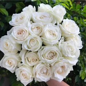 พันธุ์กุหลาบต้นตำรับ ปลูกง่าย เหมาะสำหรับตกแต่งสวนดอกไม้และตกแต่งภายนอก - Product Image 2