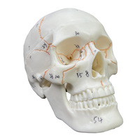 Modèle de crâne humain à moitié taille réelle, numéroté, en PVC, mini-modèle d'os crânien pour l'enseignement médical, la peinture artistique et la référence sur le squelette humain