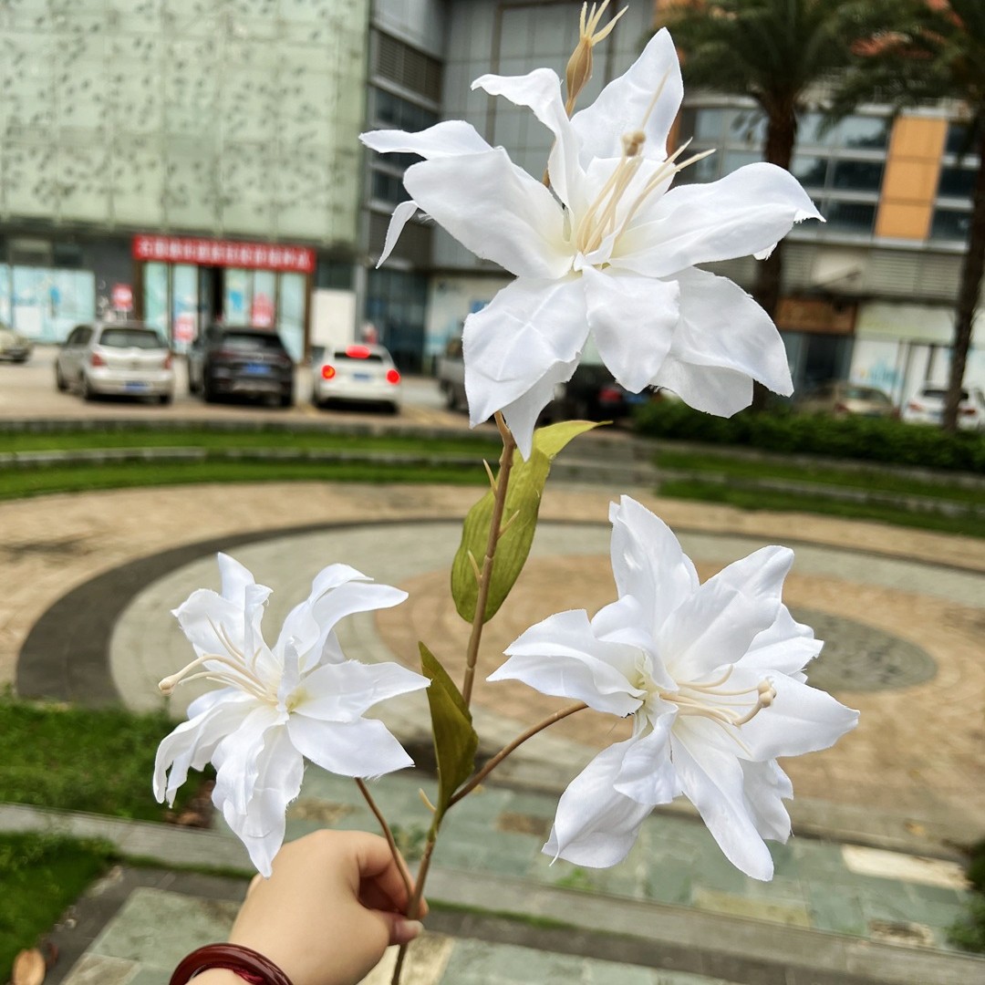 3 lys xiyan blanc