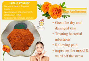 ตัวอย่างฟรี สารสกัดดอกดาวเรืองแอฟริกัน ผงดอกดาวเรือง สารสกัดจากตากีตีส เอเร็กต้า ผงลูทีน - Product Image 4