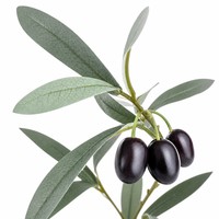 Branche d'olivier artificielle HGA 57 cm, 6 branches, tige d'olivier artificielle verte avec fruits pour vase, décoration de table à domicile, vente en gros