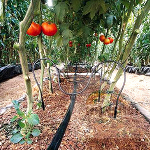 Emisor de Goteo para Riego, Conexión de Manguera, Riego de Plantas <span class=keywords><strong>en</strong></span> Maceta, Microirrigación de Jardín - Product Image 3