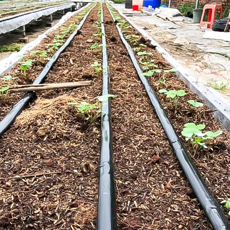 Destek ücretsiz örnekleri yüksek kalite çin 16mm damla sulama bandı damla IRRIG hortum t-bant damla 3000m