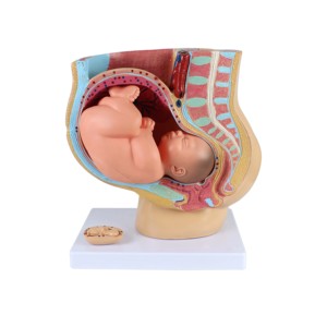 Vrouwelijk Bekken <span class=keywords><strong>Model</strong></span> 4 Delen Vrouwelijk Sagittale Zwangerschap Anatomiemodel Voor Medische Wetenschappelijke Training - Product Image 1