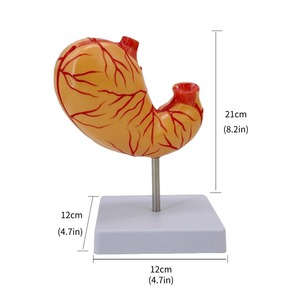 Modelo de estómago grande Natural Simulación 2 componentes Mucosa gástrica Sistema neuromuscular vascular Desmontaje Ciencia médica - Product Image 3