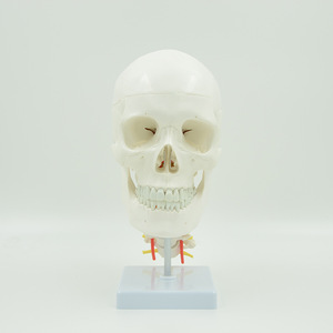 Modèle de crâne naturel grandeur nature 1:1 pour l'enseignement de l'anatomie médicale, crâne adulte avec colonne vertébrale. - Product Image 1