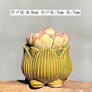 Macetas de Cerámica Transpirables de Cerámica Gruesa para <span class=keywords><strong>Suculentas</strong></span>, de Calibre Mediano <span class=keywords><strong>y</strong></span> Pequeño, para Lithops, <span class=keywords><strong>Suculentas</strong></span> Maduras <span class=keywords><strong>y</strong></span> Echeveria Ice Green - Product Image 5