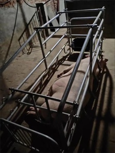 Lit de mise bas en acier simple pour porcs neuf ou utilisé avec ceinture à fumier pour ferme ou industrie du détail Type de cage de couche - Product Image 4