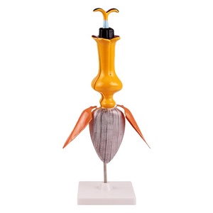 Modèle d'anatomie de tournesol, décoration de table, modèle pédagogique pour les écoles primaires et secondaires - Product Image 1