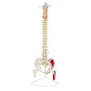 LHN060 العلوم الطبية العمود الفقري القطني 3D تشريح العظام العمود الفقري نموذج هيكل عظمي بشري مرن منحنى