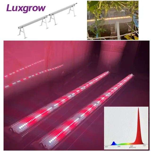2024 hot under canopy light 4ft/8ft 100-277 DLC ETL IP66 led grow light for indoor greenhouse farm