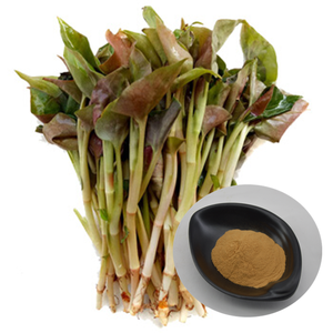 <span class=keywords><strong>Heartleaf</strong></span> <span class=keywords><strong>Houttuynia</strong></span> जड़ी बूटी निकालने शुद्ध <span class=keywords><strong>Houttuynia</strong></span> Cordata पत्ता पाउडर कैप्सूल के लिए - Product Image 3