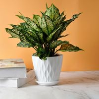 Pots de plantes en résine plastique de style nordique avec plateau de drainage, grands pots à fleurs épaissis pour plantes vertes d'intérieur