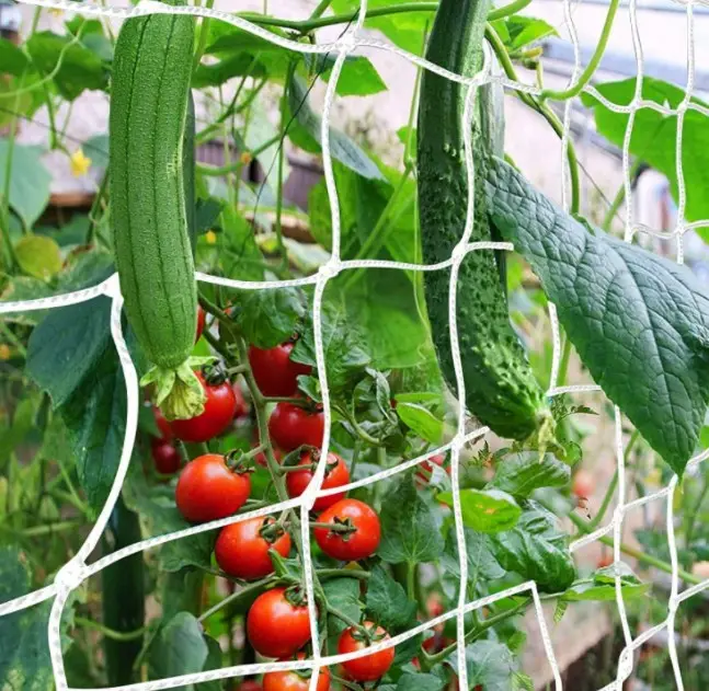 Tuin Ondersteuning Mesh Net, Pp Plastic Klimmen Plant Ondersteuning Netto