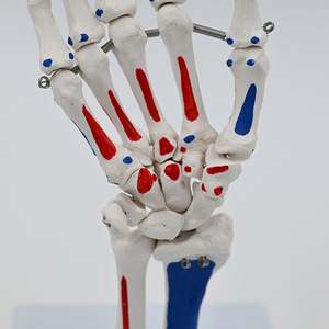 Modelo de Mano Humana Esquelética a Tamaño Real KyrenMed, con Articulación de Muñeca, Hueso de la Palma, Ulna, Radio <span class=keywords><strong>y</strong></span> <span class=keywords><strong>Huesos</strong></span> de Mano Desmontables - Product Image 2