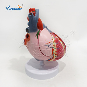 Modelo de conducción cardíaca de alta precisión de 5 componentes (3 veces más preciso), que muestra el nodo sinotriádico y el nodo atrioventricular - Product Image 5