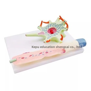 Modè<span class=keywords><strong>le</strong></span> de nerf humain agrandi avec structure de fibres nerveuses |   Modè<span class=keywords><strong>le</strong></span> d'anatomie du <span class=keywords><strong>cerveau</strong></span> humain en 3D pour la neurologie et les aides pédagogiques en biologie scolaire - Product Image 3