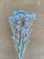 Haute qualité Real Touch Mini fleur de riz séché préservé Bouquet de fleurs tige naturelle maison éternelle saint valentin pâques