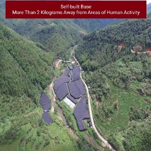 GANOHERB Suplemento 100% USDA сертифицированное органическое масло <span class=keywords><strong>Ganoderma</strong></span> Lucidum 30% тритерпена Рейши - Product Image 6