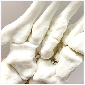 Modelo Anatómico de Pie y <span class=keywords><strong>Tobillo</strong></span> <span class=keywords><strong>Humano</strong></span> de Tamaño Real para Educación Médica con Tibia y Peroné, Certificado ISO CE - Product Image 2